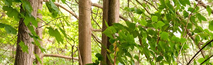 Sustainable Harvested Wood main