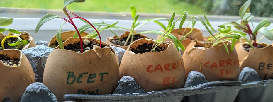 Eggshell Planters