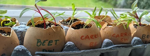 plants growing in egg shells